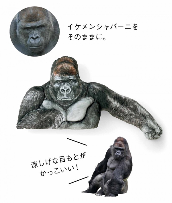 日本最帥猩猩Shabani變抱枕！偽男友手臂抱枕，結實強壯的二頭肌，比男友更有安全感！