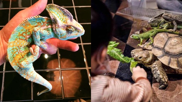 台北「獵奇動物」咖啡廳推薦！「小狐朦、刺蝟、鱷魚」咖啡廳，陪你度過放鬆午後～