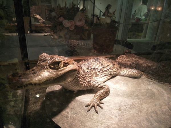 台北「獵奇動物」咖啡廳推薦！「小狐朦、刺蝟、鱷魚」咖啡廳，陪你度過放鬆午後～