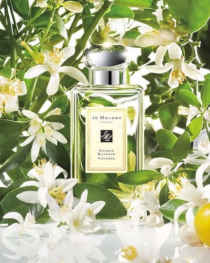 Jo malone 黑瓶混香攻略！「夜來香與白芷」網推人生必收，混搭白瓶小蒼蘭讓人想撲倒～