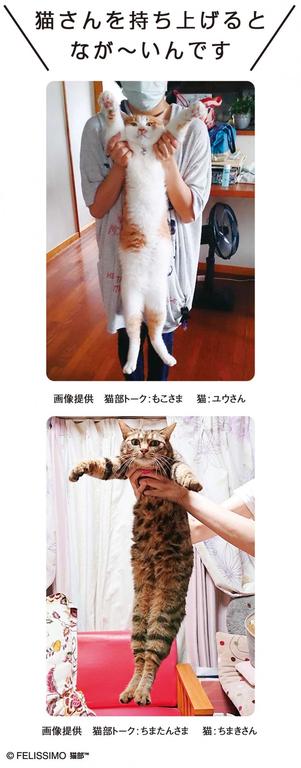 貓奴必收！日本felisimo「貓咪拉長身體毛巾」，身體拉長模樣超級療癒～