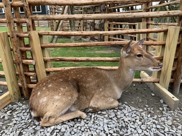 宜蘭熱門景點小奈良「斑比山丘」新面貌登場，還有熱鬧市集讓你有吃又有玩！