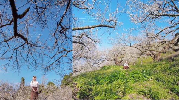 下雪了！2020絕美賞梅景點，「像初雪般灑落」、「天使的眼淚」遺落在人間啦～