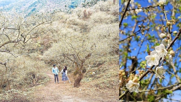 下雪了！2020絕美賞梅景點，「像初雪般灑落」、「天使的眼淚」遺落在人間啦～