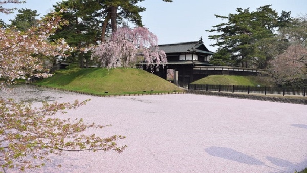 2020日本櫻花最新預測出爐！精選五大賞櫻勝地，絕美櫻吹雪、花筏絕對是人生必看美景！