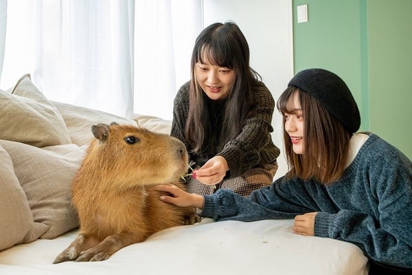 日本超療癒「水豚貓咪咖啡廳」,相親相愛的水豚君與貓咪,可愛到讓人要融化啦~
