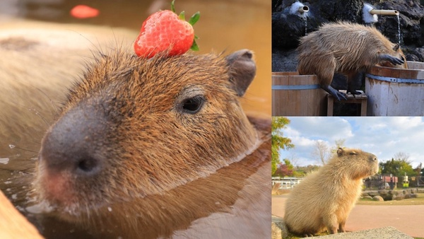 動物園也有「草莓季」！日本水豚君「草莓露天風呂」，頭頂草莓的水豚君太療癒！