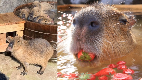 動物園也有「草莓季」！日本水豚君「草莓露天風呂」，頭頂草莓的水豚君太療癒！