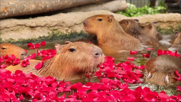 動物園也有「草莓季」！日本水豚君「草莓露天風呂」，頭頂草莓的水豚君太療癒！