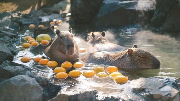 動物園也有「草莓季」！日本水豚君「草莓露天風呂」，頭頂草莓的水豚君太療癒！