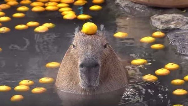 動物園也有「草莓季」！日本水豚君「草莓露天風呂」，頭頂草莓的水豚君太療癒！