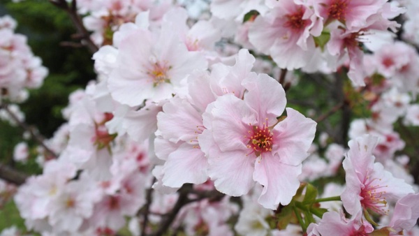 陽明山櫻花季開跑啦！2020陽明山賞櫻景點、交通資訊懶人包，快趁櫻花盛開時來踩點！