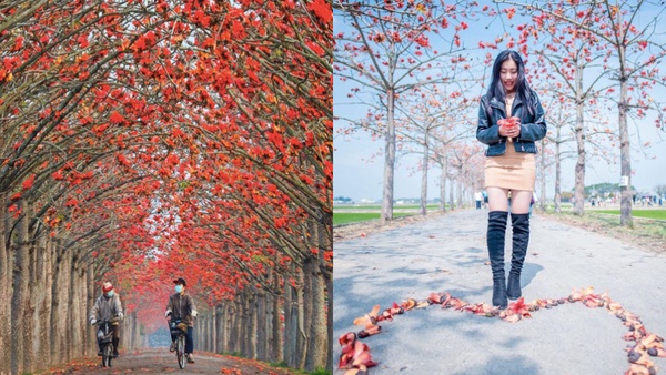 全球最美橘紅色的奇蹟～台南「木棉花隧道」拍照超仙！讓你顯白又像下凡，趁連假快衝！