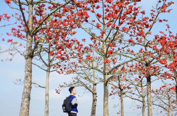 全球最美橘紅色的奇蹟～台南「木棉花隧道」拍照超仙！讓你顯白又像下凡，趁連假快衝！