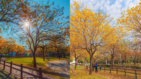 2020 IG 打卡景點推薦!台中廍子公園黃花風木百花齊放,夢幻程度讓人屏住呼吸!