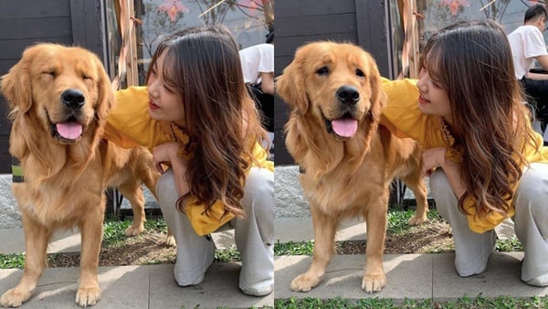 被黃金包圍的天堂！台中「獵犬不打獵」寵物餐廳新開幕，享受十隻黃金朝你撲來的快感～