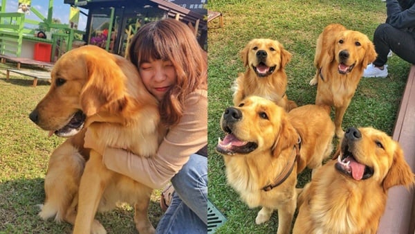 被黃金包圍的天堂！台中「獵犬不打獵」寵物餐廳新開幕，享受十隻黃金朝你撲來的快感～