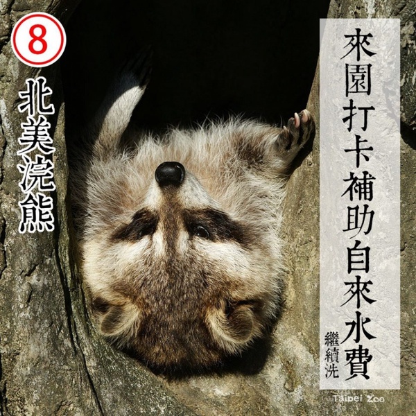 防疫動物也有責！台北市立動物園推出「超ㄎㄧㄤ動物防疫政見發表」，萌度破表啦！