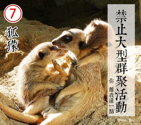 防疫動物也有責！台北市立動物園推出「超ㄎㄧㄤ動物防疫政見發表」，萌度破表啦！