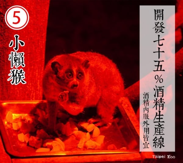 防疫動物也有責！台北市立動物園推出「超ㄎㄧㄤ動物防疫政見發表」，萌度破表啦！