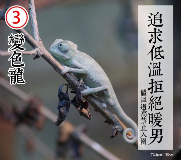防疫動物也有責！台北市立動物園推出「超ㄎㄧㄤ動物防疫政見發表」，萌度破表啦！