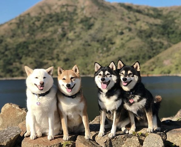 日本最萌柴柴家庭來了！天使微笑＋偶像站位，柴犬界 F4 實至名歸！