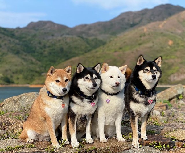 日本最萌柴柴家庭來了！天使微笑＋偶像站位，柴犬界 F4 實至名歸！