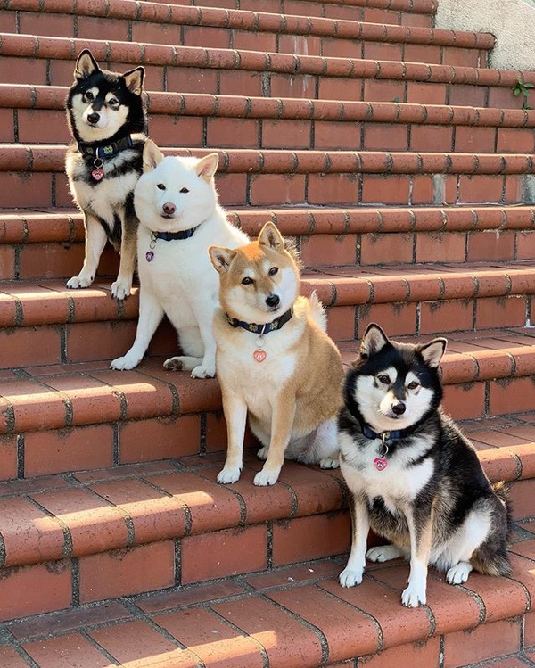 日本最萌柴柴家庭來了！天使微笑＋偶像站位，柴犬界 F4 實至名歸！