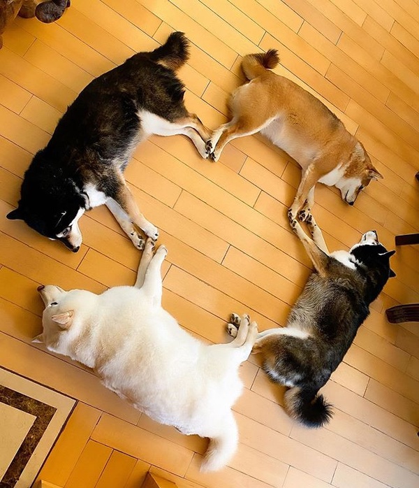 日本最萌柴柴家庭來了！天使微笑＋偶像站位，柴犬界 F4 實至名歸！