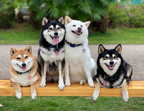 日本最萌柴柴家庭來了！天使微笑＋偶像站位，柴犬界 F4 實至名歸！