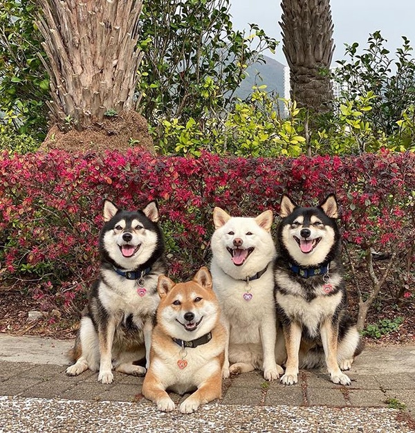 日本最萌柴柴家庭來了！天使微笑＋偶像站位，柴犬界 F4 實至名歸！