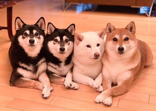 日本最萌柴柴家庭來了！天使微笑＋偶像站位，柴犬界 F4 實至名歸！