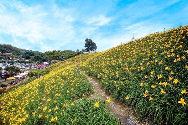 遍地金針花盛開！彰化花壇虎山巖「金針花海」夢幻指數爆表，快把握花期賞花去！
