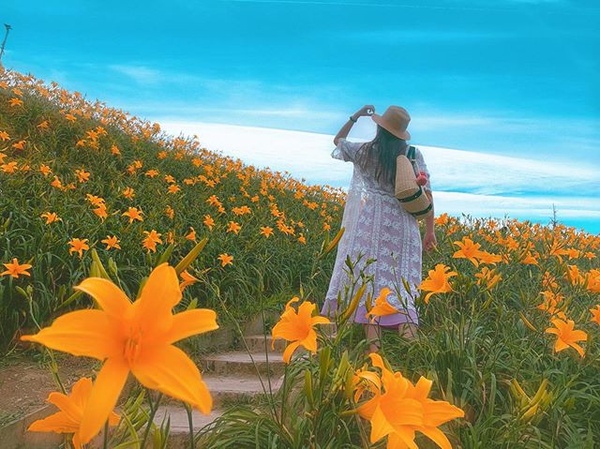 遍地金針花盛開！彰化花壇虎山巖「金針花海」夢幻指數爆表，快把握花期賞花去！