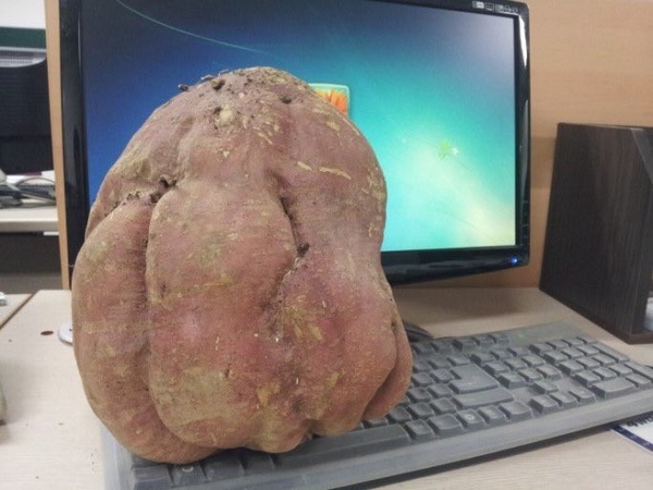 EXO伯賢食量小鳥胃 粉絲震驚：這就是仙子跟凡人的差距呀！