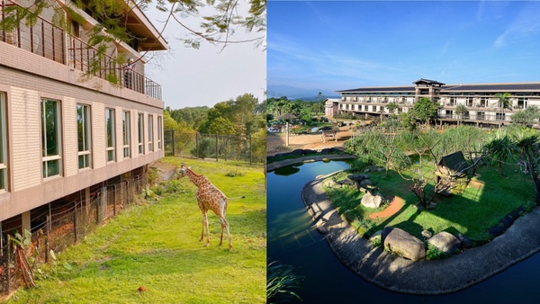 全台唯一「動物園飯店」！六福莊推出住宿優惠，房間內看長頸鹿，最低每人不到千元！