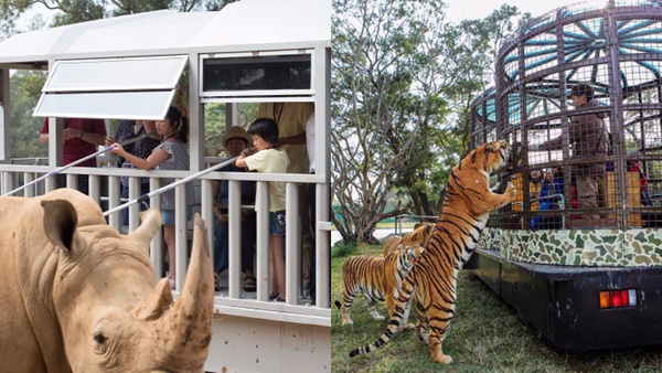 全台唯一「動物園飯店」！六福莊推出住宿優惠，房間內看長頸鹿，最低每人不到千元！
