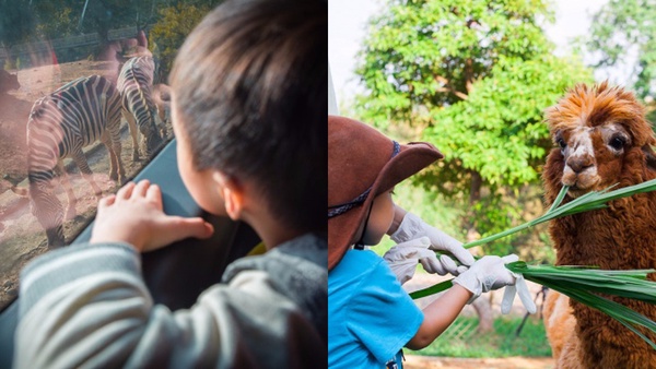 全台唯一「動物園飯店」！六福莊推出住宿優惠，房間內看長頸鹿，最低每人不到千元！