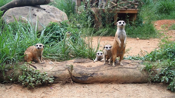 全台唯一「動物園飯店」！六福莊推出住宿優惠，房間內看長頸鹿，最低每人不到千元！