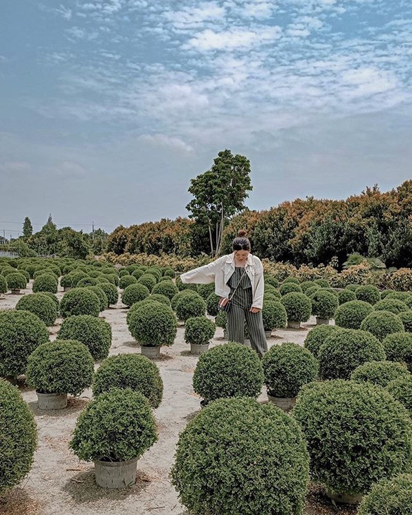 彰化超夯「波波草花園」睽違兩年重新開放！圓滾滾波波草排排站，就像抹茶丸子般療癒