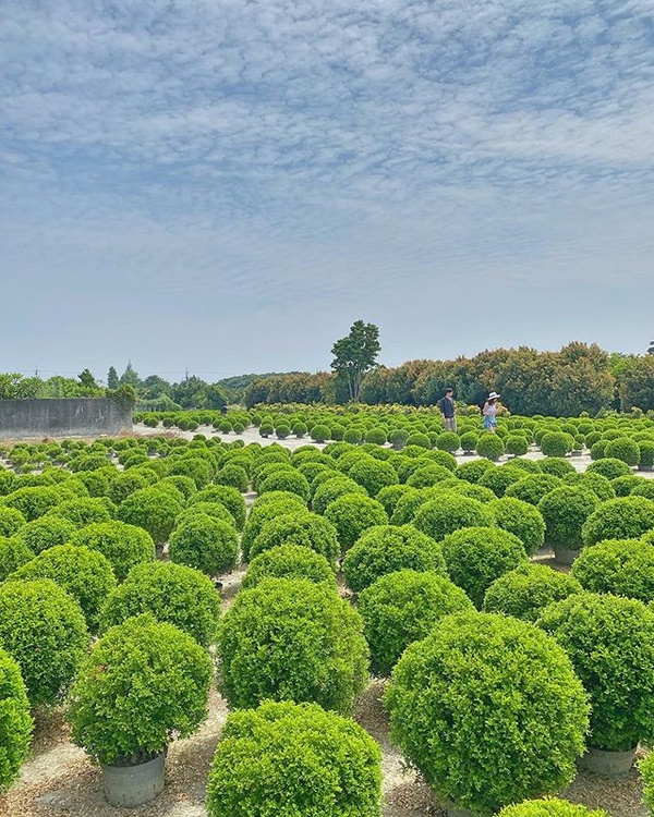 彰化超夯「波波草花園」睽違兩年重新開放！圓滾滾波波草排排站，就像抹茶丸子般療癒