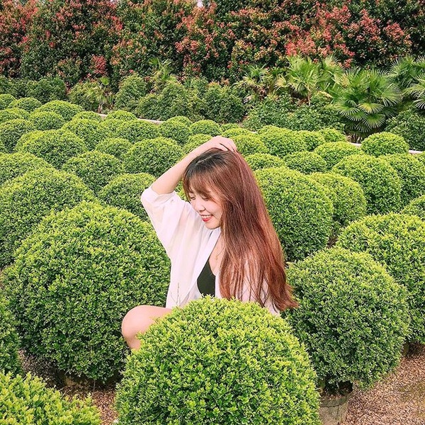 彰化超夯「波波草花園」睽違兩年重新開放！圓滾滾波波草排排站，就像抹茶丸子般療癒