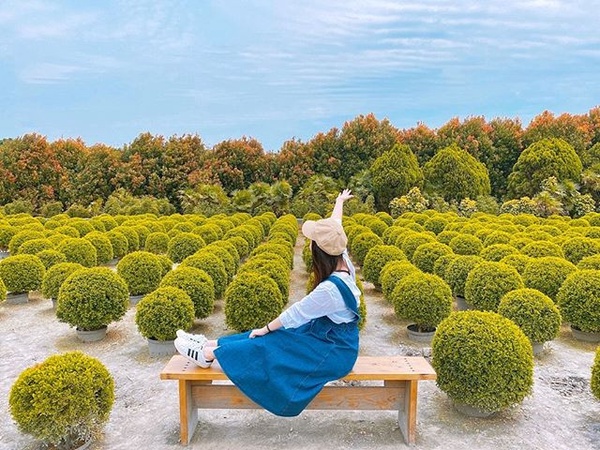 彰化超夯「波波草花園」睽違兩年重新開放！圓滾滾波波草排排站，就像抹茶丸子般療癒