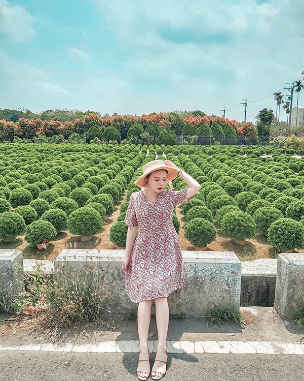 彰化超夯「波波草花園」睽違兩年重新開放！圓滾滾波波草排排站，就像抹茶丸子般療癒