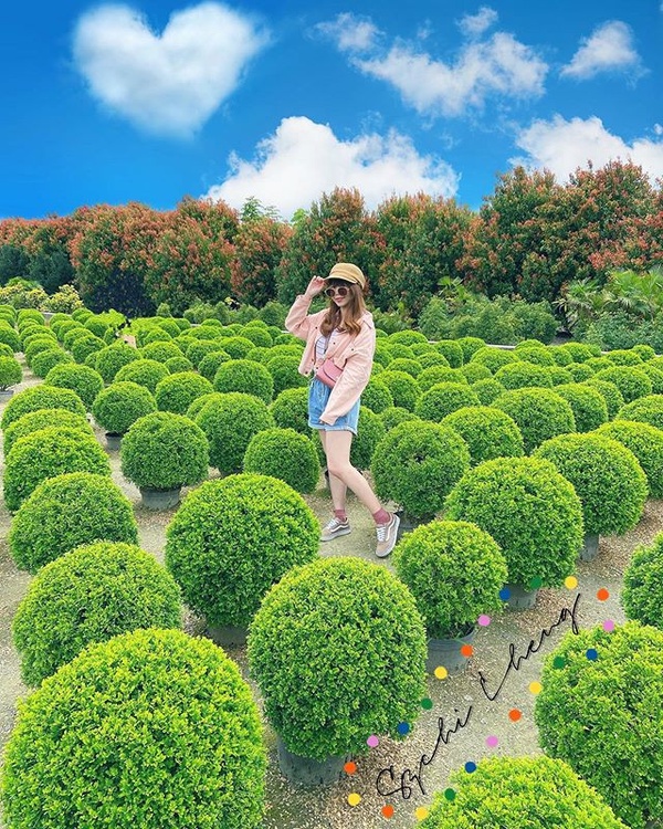 彰化超夯「波波草花園」睽違兩年重新開放！圓滾滾波波草排排站，就像抹茶丸子般療癒