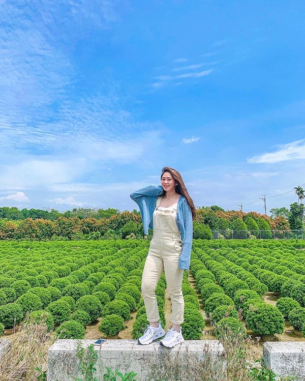 彰化超夯「波波草花園」睽違兩年重新開放！圓滾滾波波草排排站，就像抹茶丸子般療癒