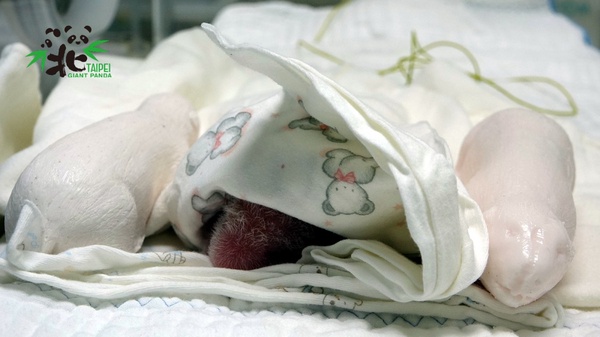 圓仔要當姐姐了！大貓熊「圓圓」順利產下第二胎，「幼仔」超萌模樣首次曝光～