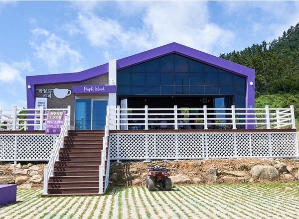 韓國熱門打卡景點「Purple island」