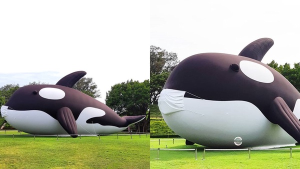 超大鯨魚登陸台南！世界最大鯨魚裝置藝術「虎鯨Orca」7/15期間限定療癒亮相