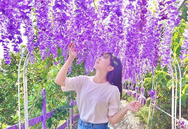 紫色控尖叫！苗栗「噢哈娜咖啡屋」飛天紫色雨傘＋紫藤花隧道，美照連拍